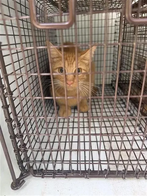 Adoptable Cat