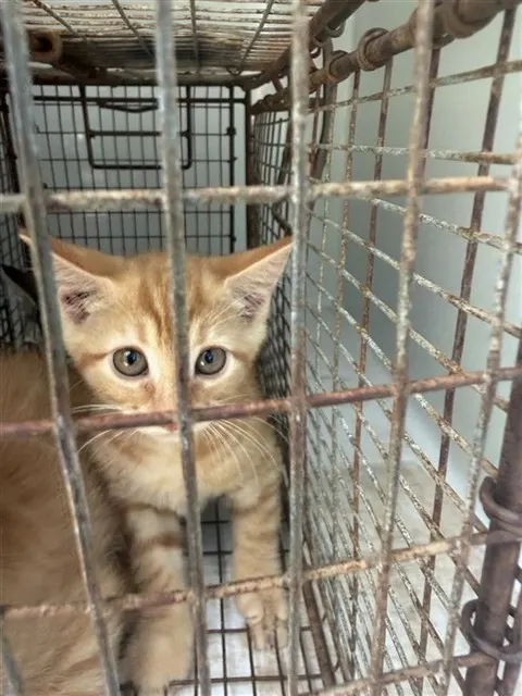Adoptable Cat