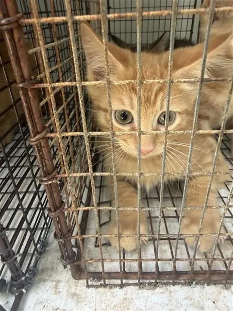 Adoptable Cat