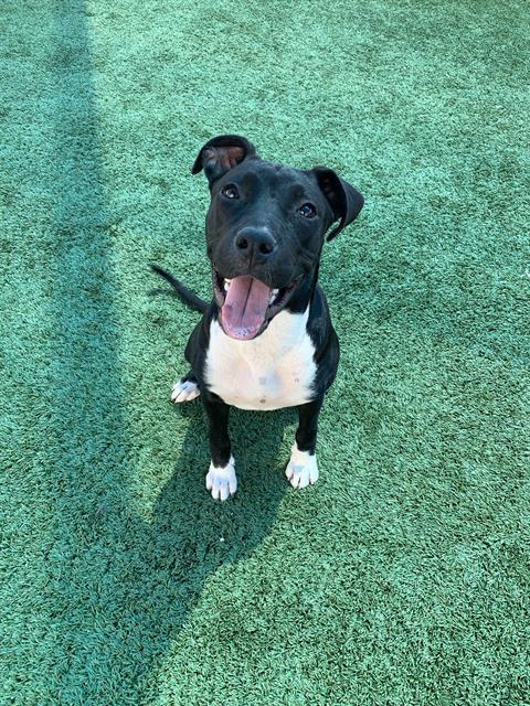 Adoptable Dog