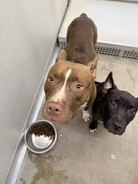 Adoptable Dog