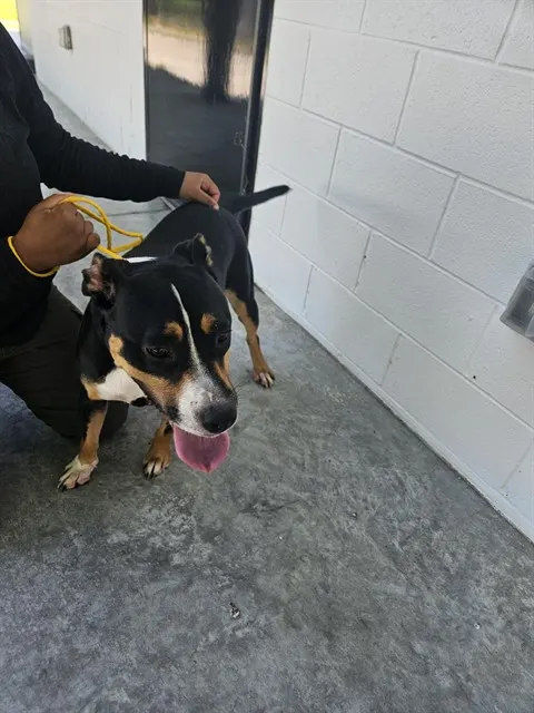 Adoptable Dog