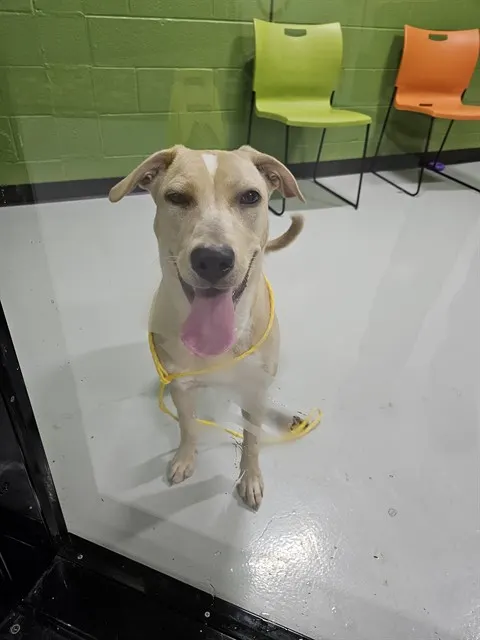 Adoptable Dog