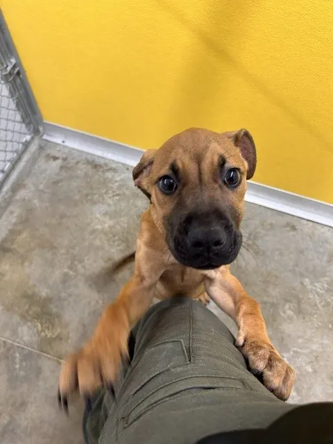 Adoptable Dog
