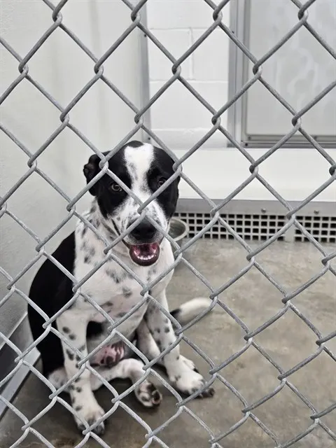 Adoptable Dog