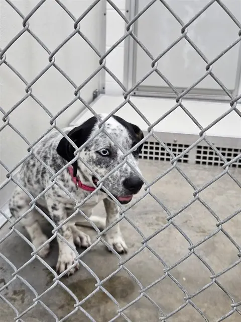 Adoptable Dog