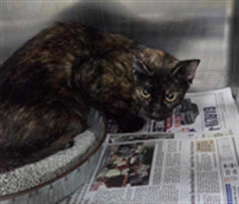 Adoptable Cat