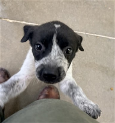 Adoptable Dog