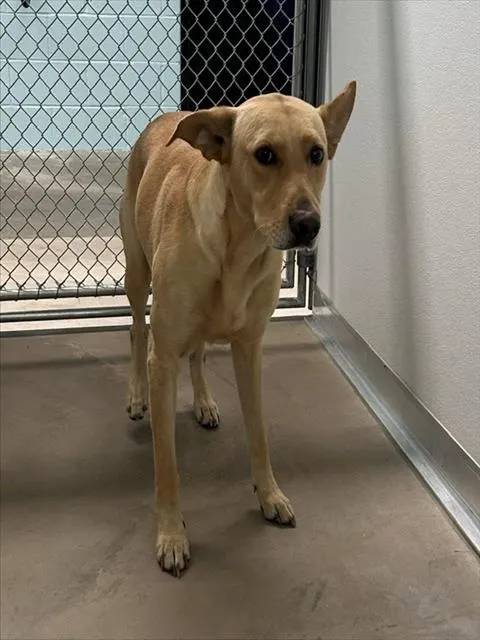 Adoptable Dog