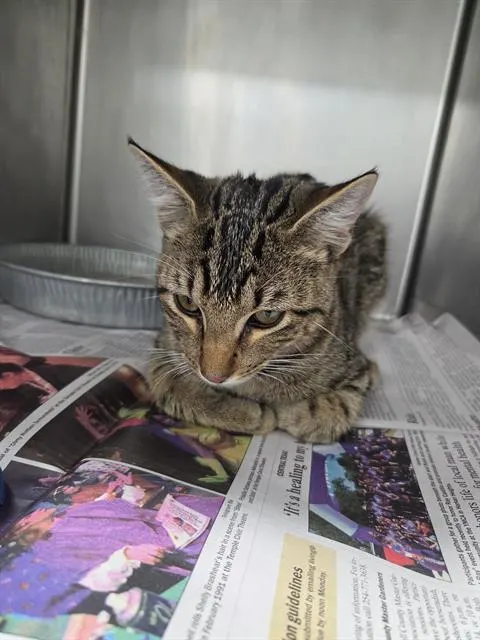 Adoptable Cat