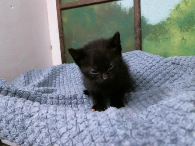 Beau