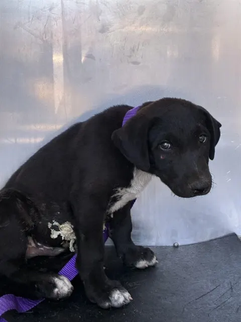 Adoptable Dog