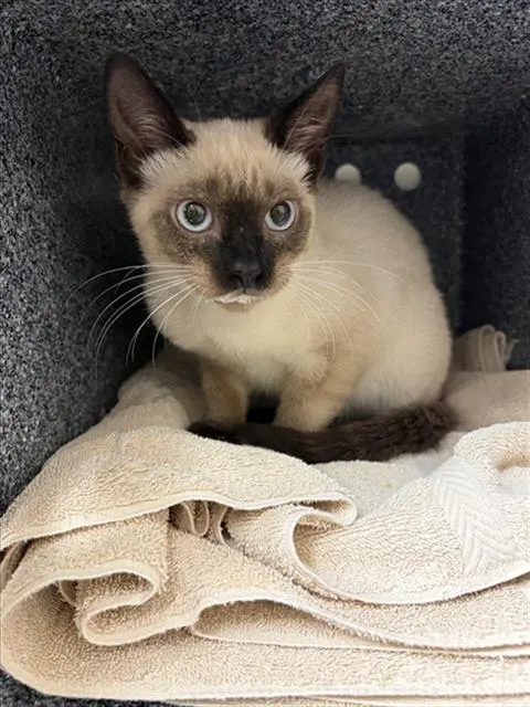 Adoptable Cat