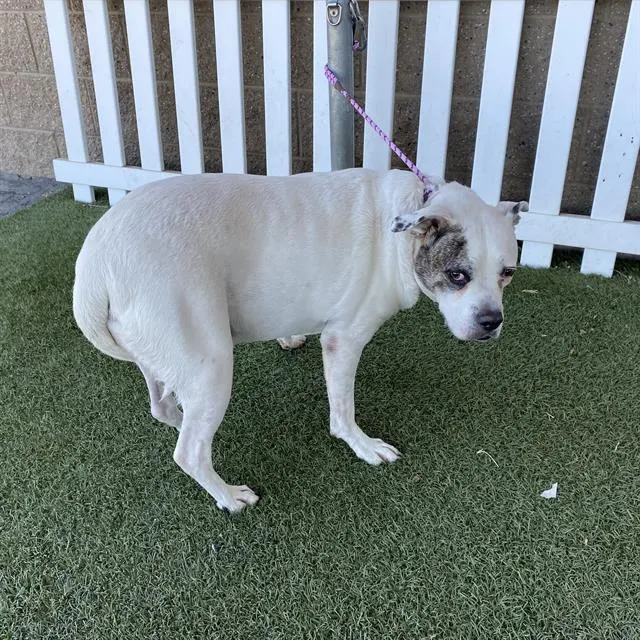 Adoptable Dog
