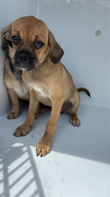Adoptable Dog