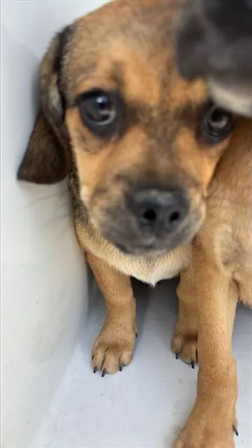 Adoptable Dog