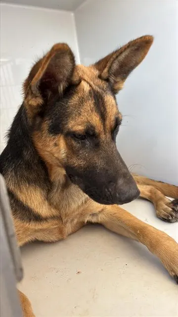 Adoptable Dog