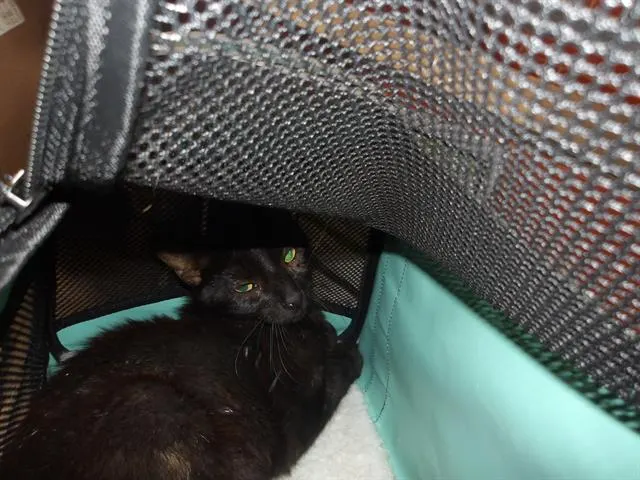 Adoptable Cat