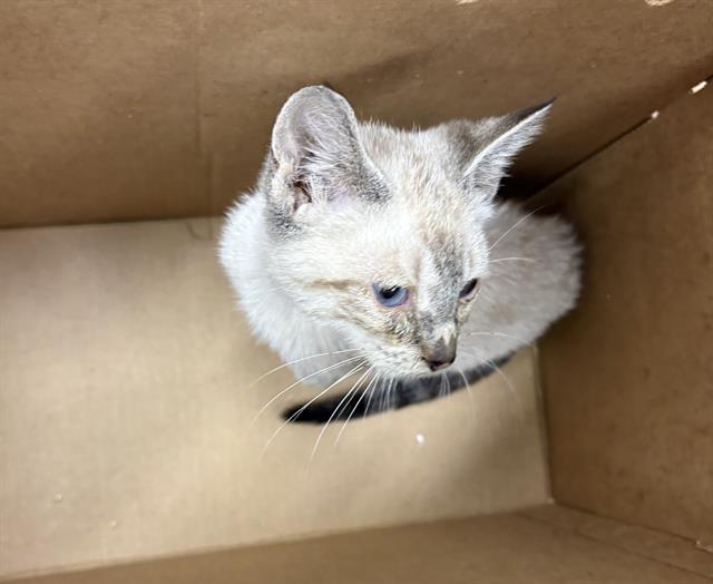 Adoptable Cat