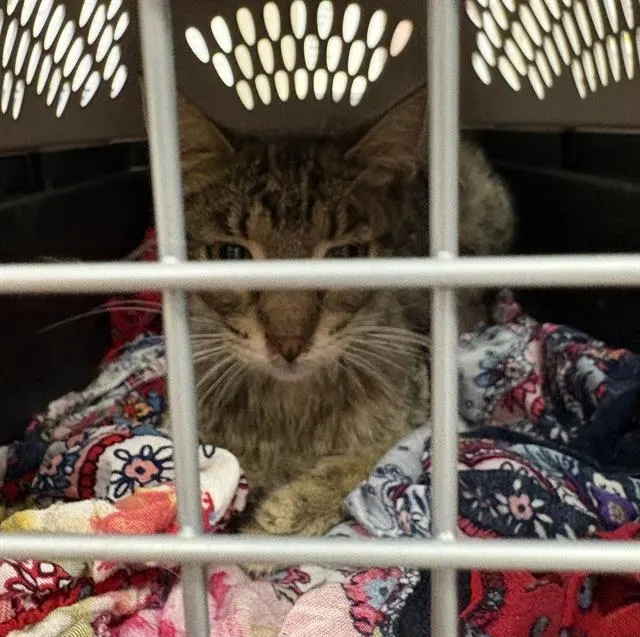 Adoptable Cat