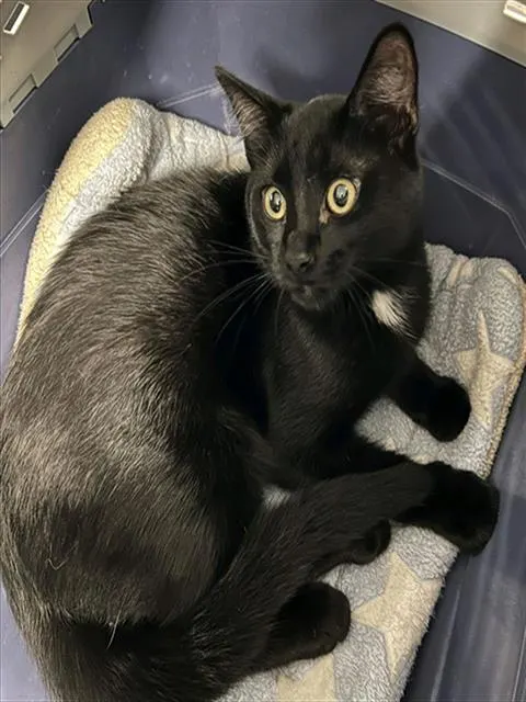 Binx