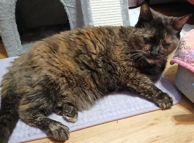 Mitsy