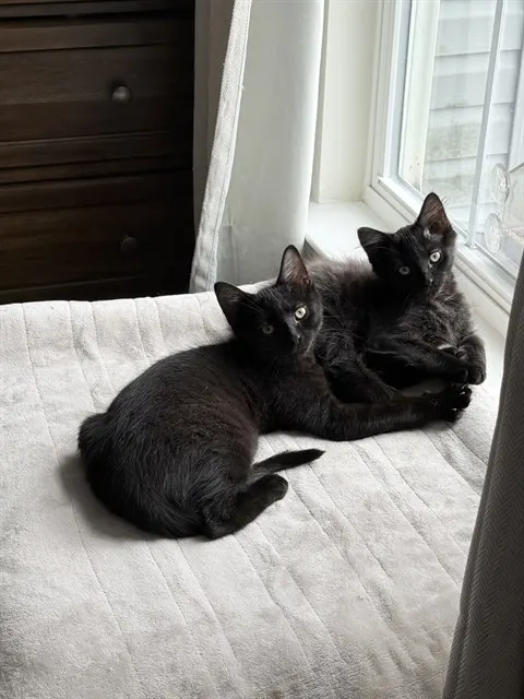 Fuzzmo