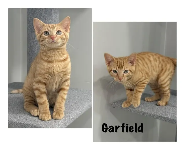 Garfield