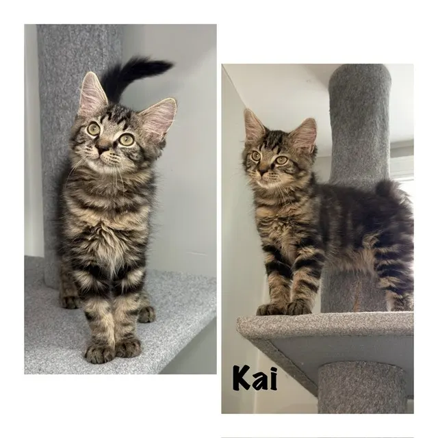 Kai