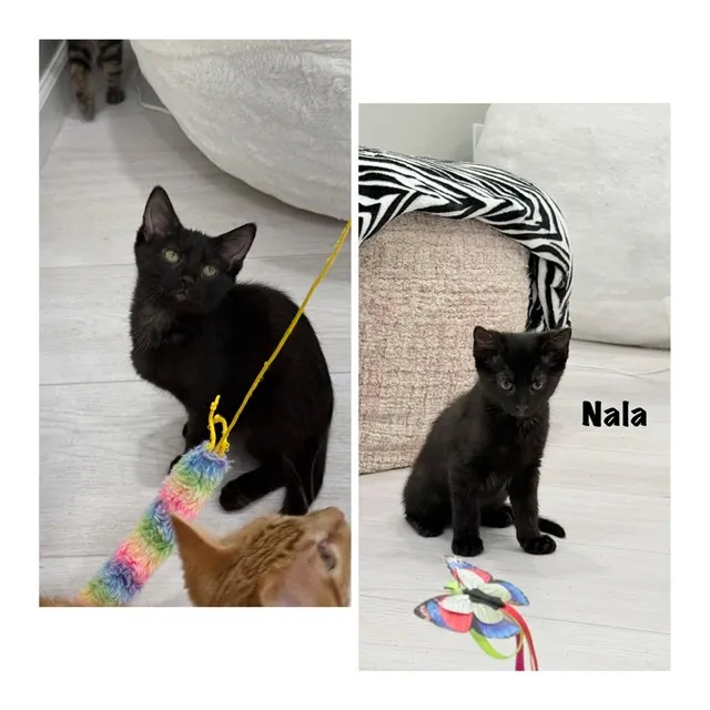 Nala