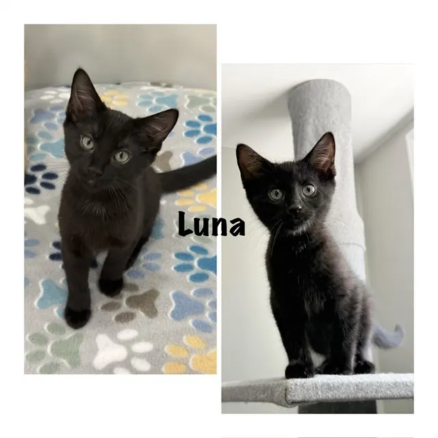 Luna