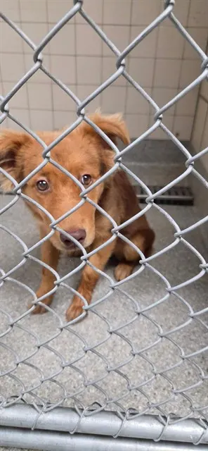 Adoptable Dog