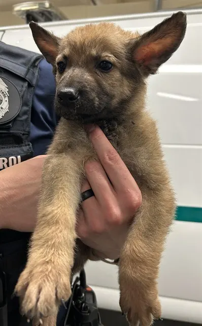 Nova