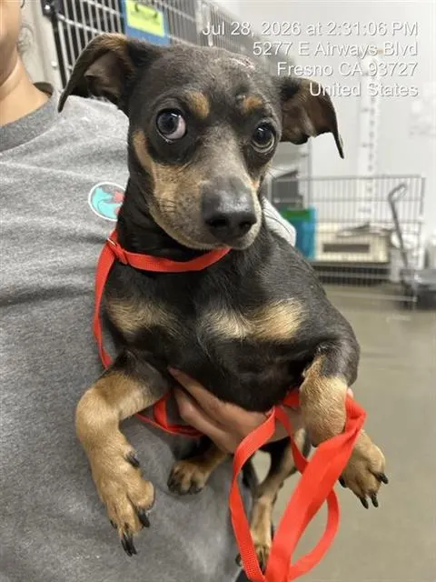 Adoptable Dog