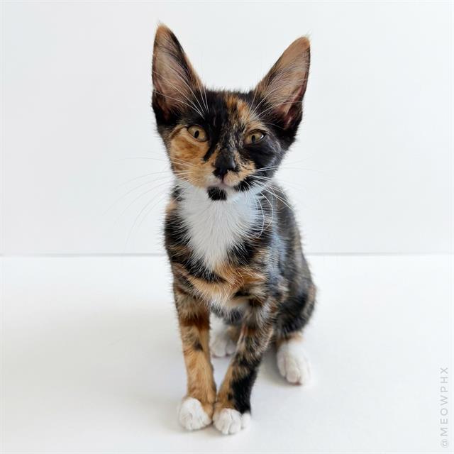 Posie