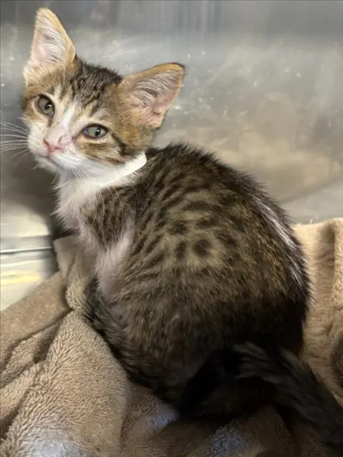 Adoptable Cat