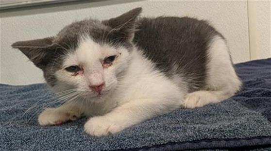 Adoptable Cat