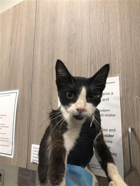 Adoptable Cat