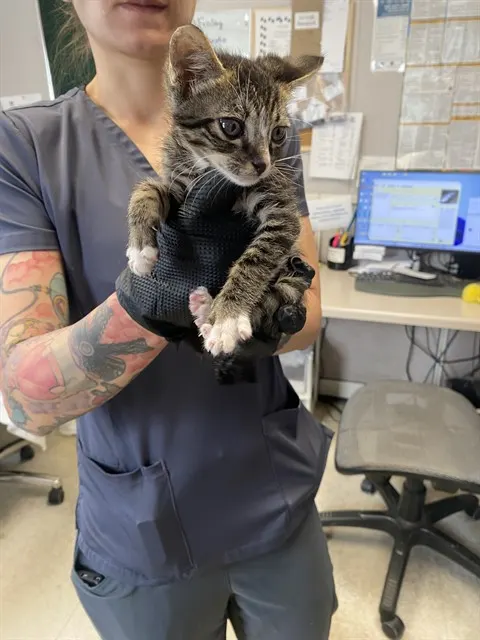 Adoptable Cat