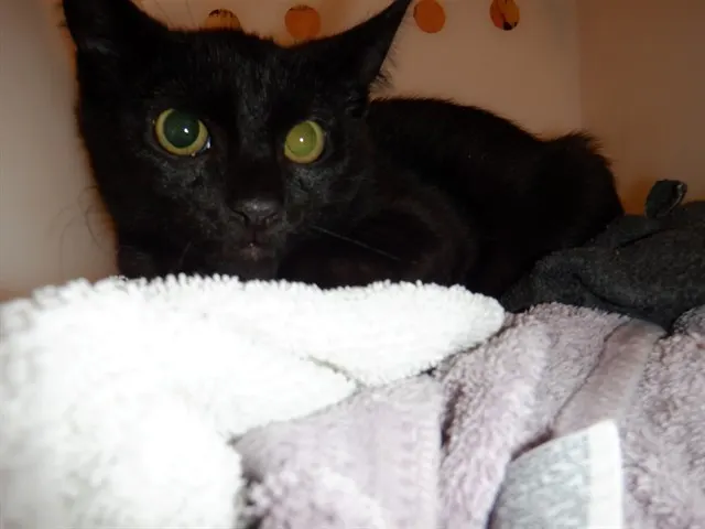 Cinder