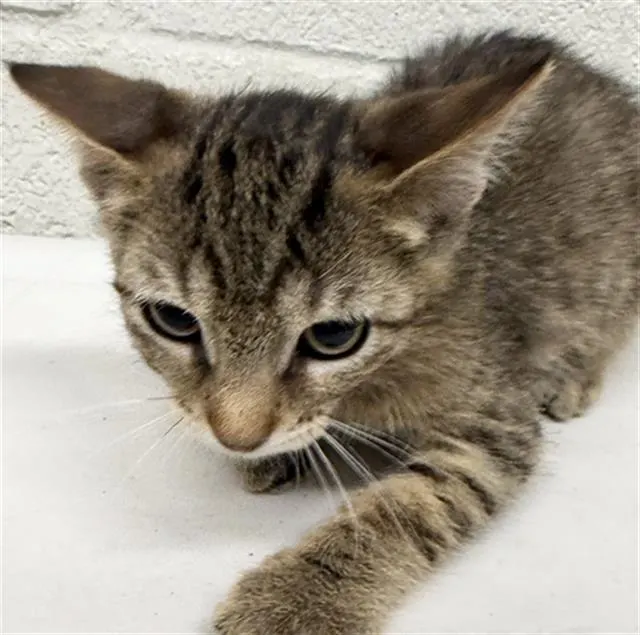 Merlin
