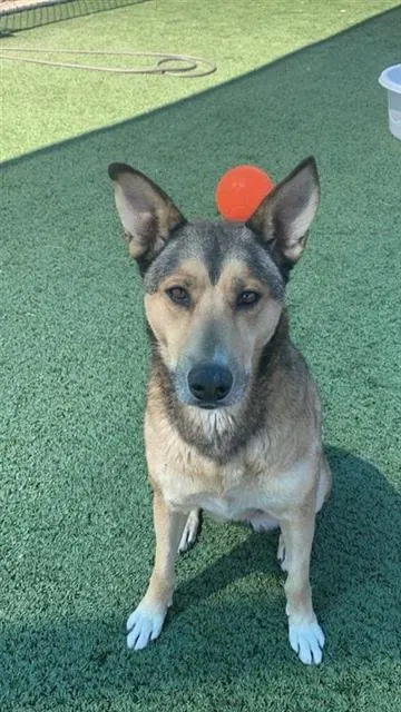 Adoptable Dog