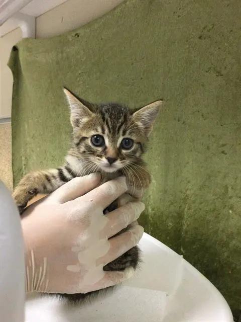Tuna