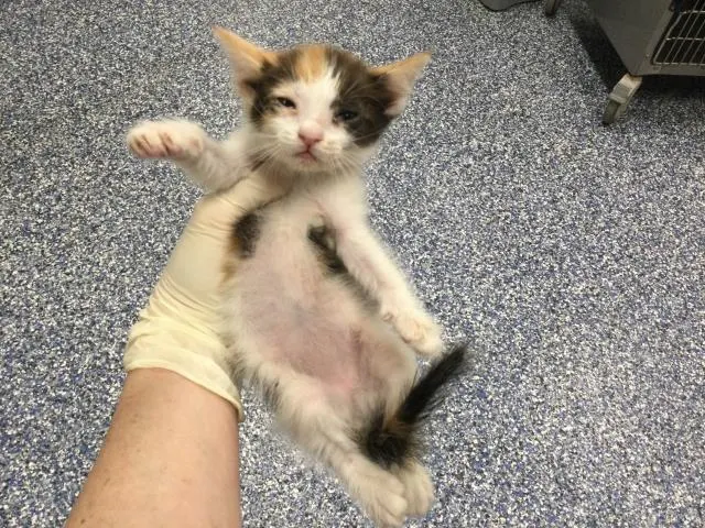 Adoptable Cat