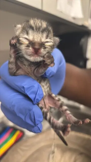 Adoptable Cat