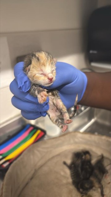 Adoptable Cat