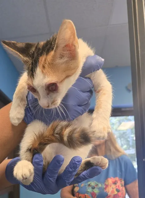 Adoptable Cat
