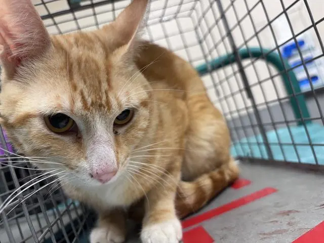 *Garfield