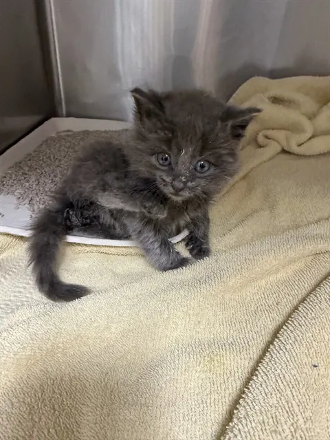 Smokie
