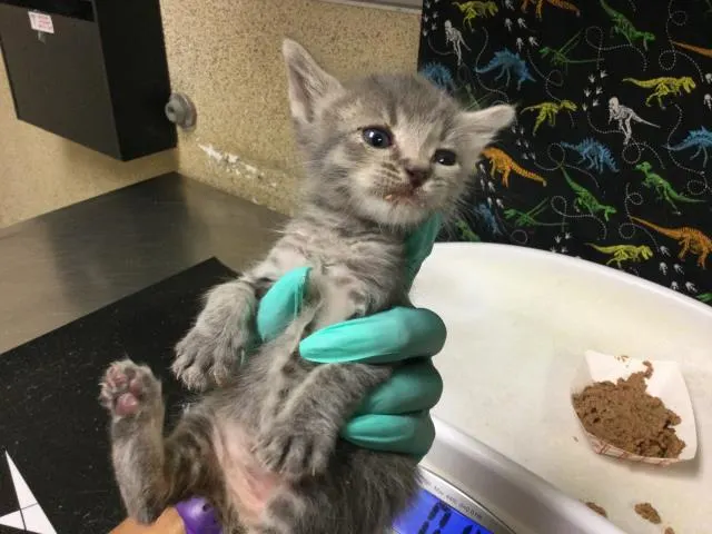 Adoptable Cat
